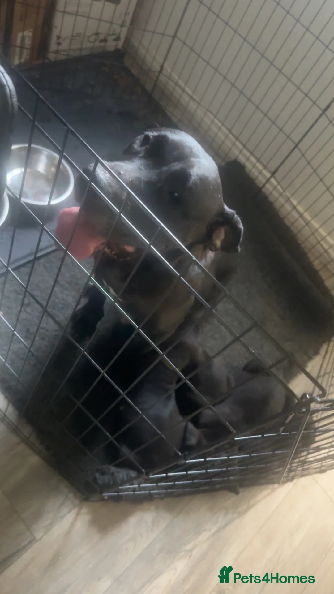 Presa Canario dogs for sale: Presa Canario pupps for sale  - Advert 2