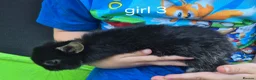 Mini Lop rabbits for sale: 3 girls 1 boy - Advert 8