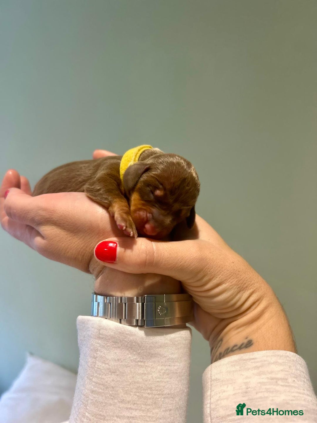 Dachshund dogs for sale: 9 Standard Dachshund Puppies KC Registered  - Image 9