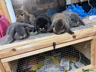 Mini Lop rabbits Multiple Litters of BRC rung baby Minilops - Advert 8