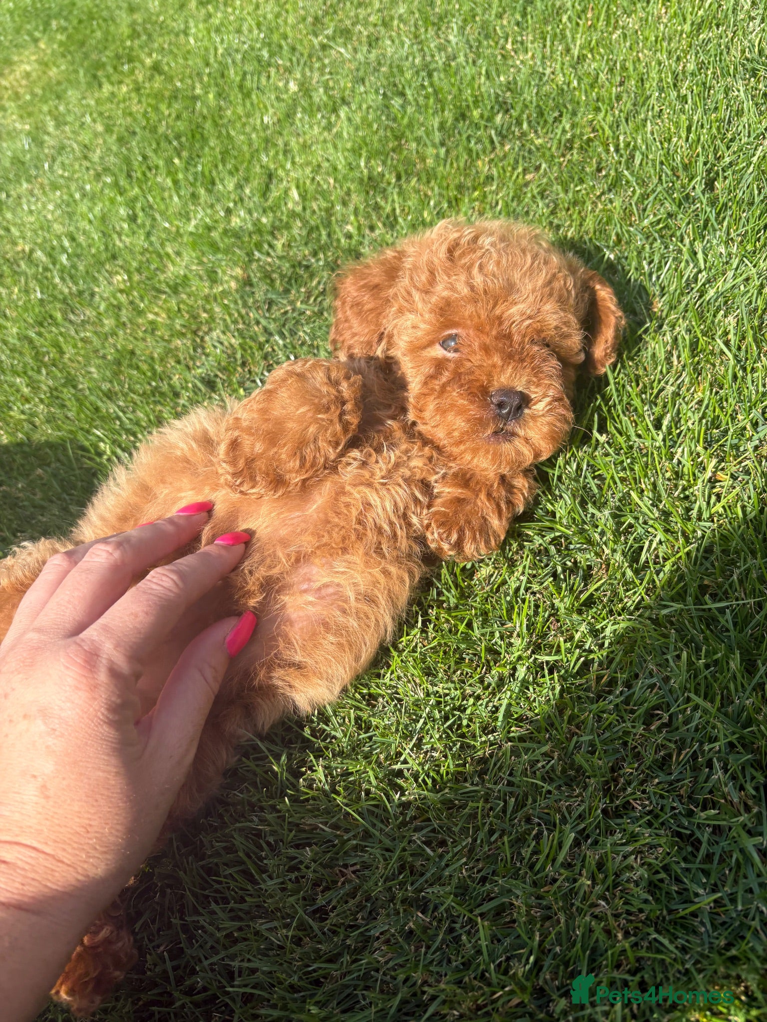 Miniature Poodle dogs KC Reg Miniature Poodles Puppies  - Advert 1