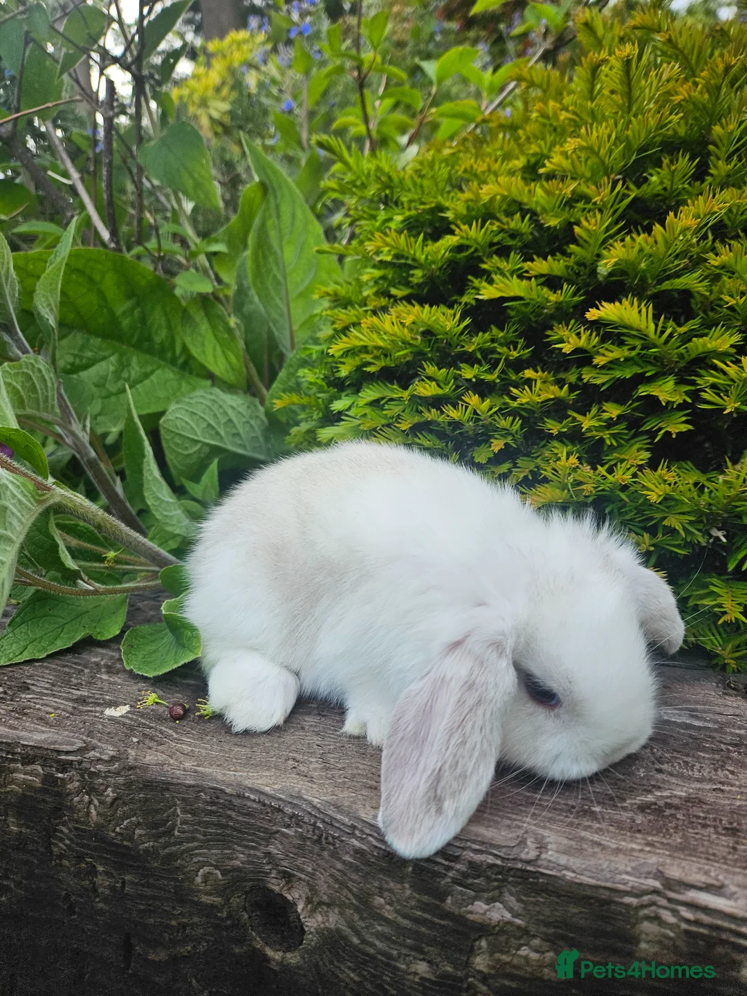 Mini Lop rabbits for sale: Gorgoeus male mini lop baby - Advert 5