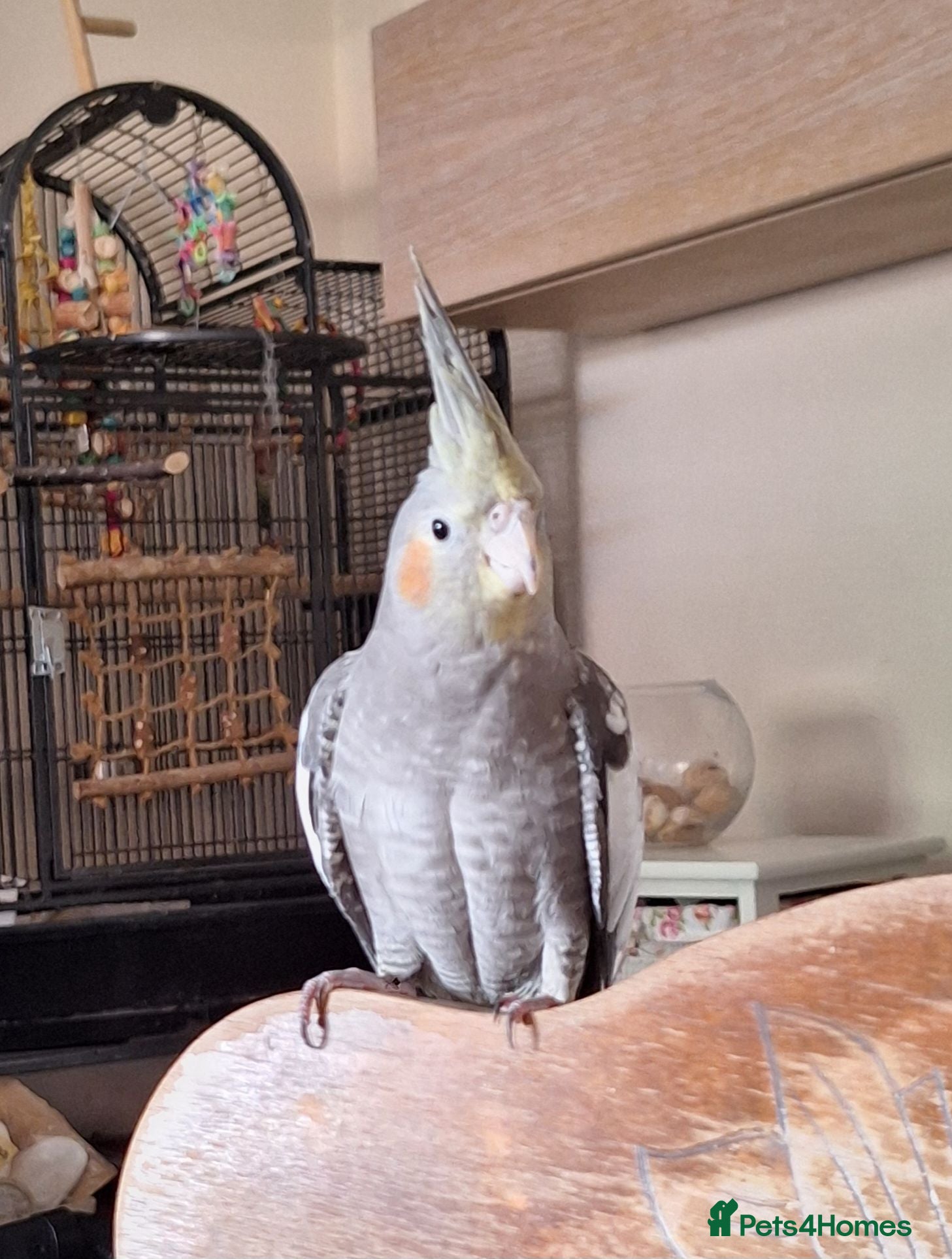 Cockatiels birds 2 Baby cockatiel boys in Liverpool area for sale - Advert 2