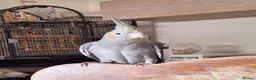 Cockatiels birds for sale: 2 Baby cockatiel boys in Liverpool area for sale - Advert 2