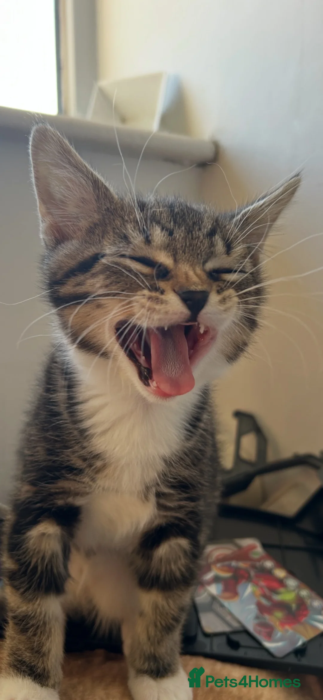 Mixed Breed cats for sale: BSH cross - LITTLE BOY READY NOW - Advert 19