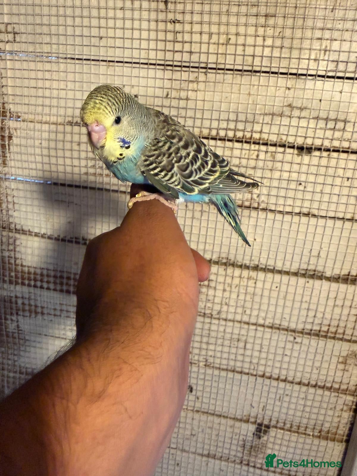 Budgerigars birds Budgies for sale £40 each collection mk404nn - Advert 6