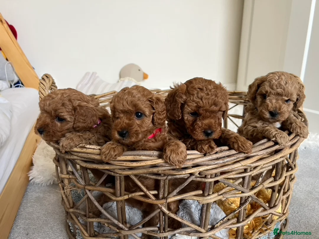 Poochon dogs for sale: Beautiful Poochon Puppies - Advert 1
