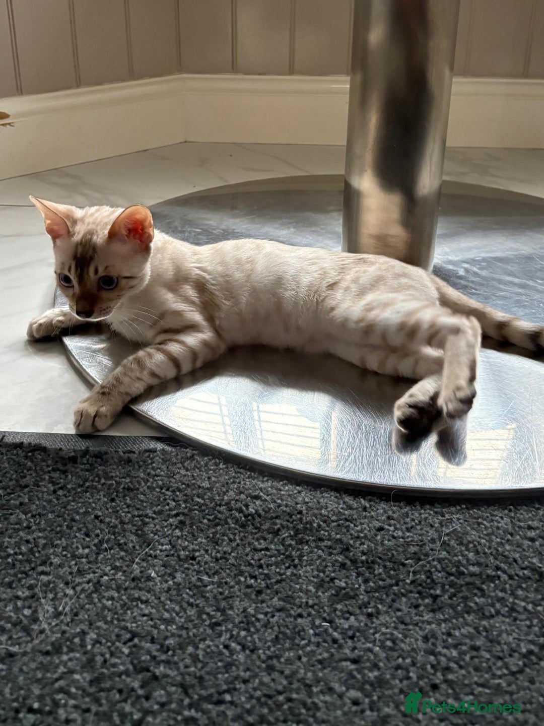 Bengal cats for sale: Snow rosetted Bengal Kitten GCCF  - Image 4
