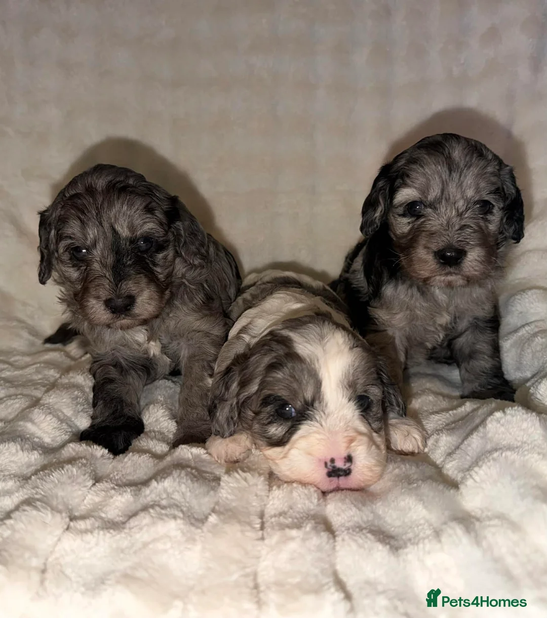 Cavapoo dogs for sale: Beautiful F1 Cavapoo rare merle puppies - Advert 1