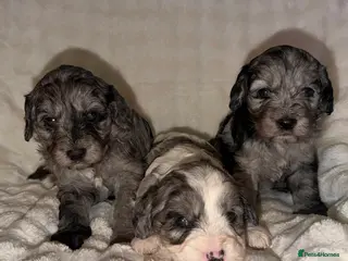Cavapoo dogs Beautiful F1 Cavapoo rare merle puppies - Advert 1