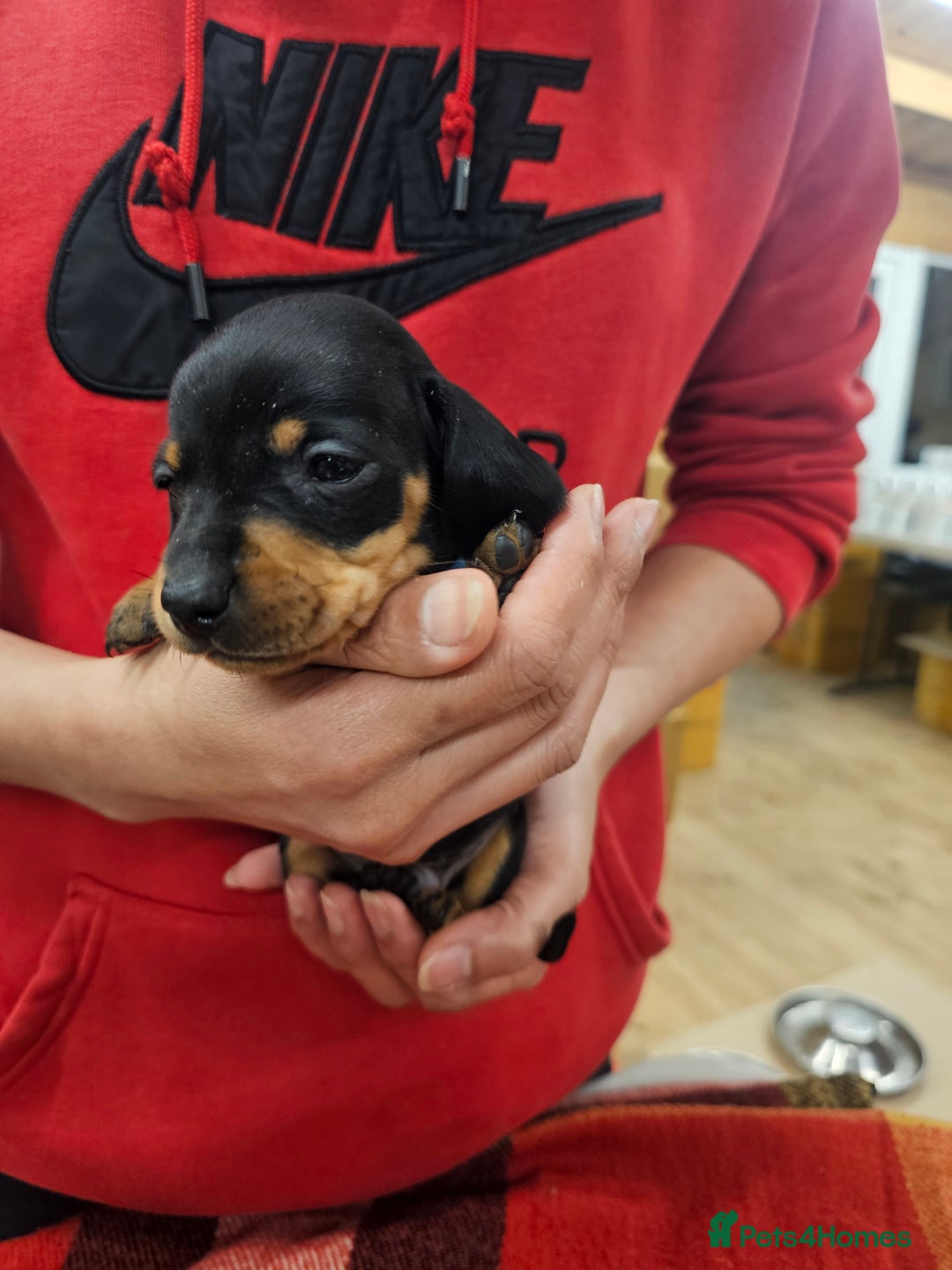 Miniature Dachshund dogs for sale: KC Registered Miniature Dachshund Puppies - Image 18
