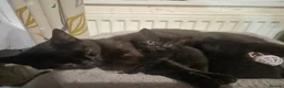 British Shorthair cats for sale: 3 male kittens available - Advert 5
