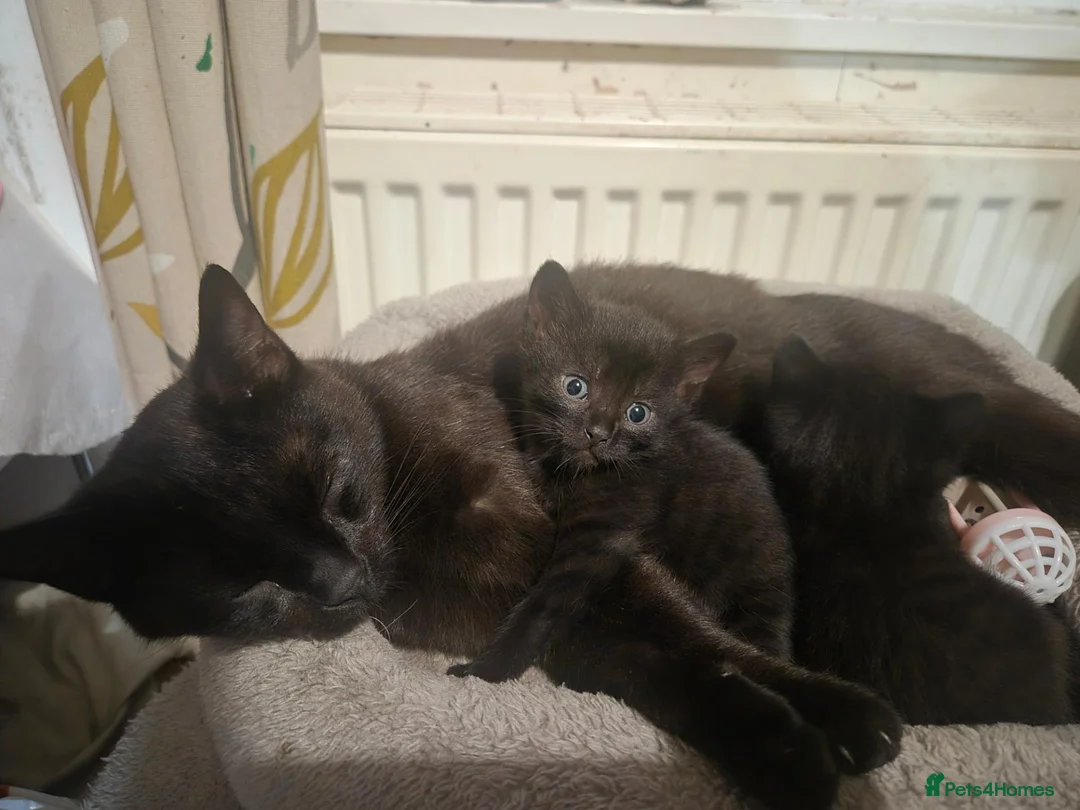 British Shorthair cats for sale: 3 male kittens available - Advert 5
