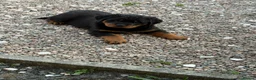 Rottweiler dogs for sale: Chunky Rottweiler puppies - Advert 6
