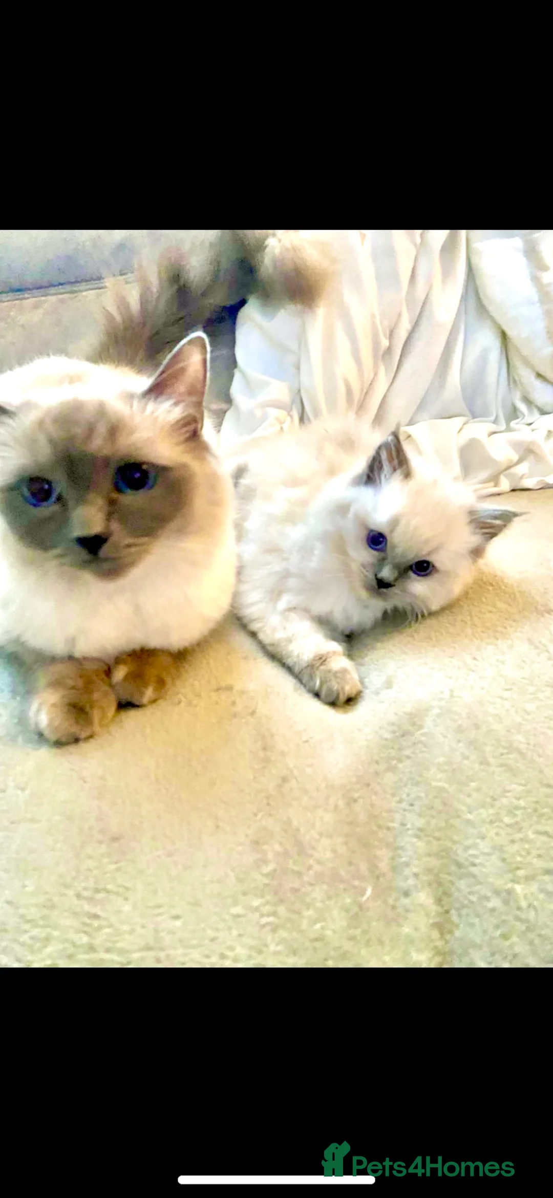 Ragdoll cats for sale: Sweet boy - Advert 1