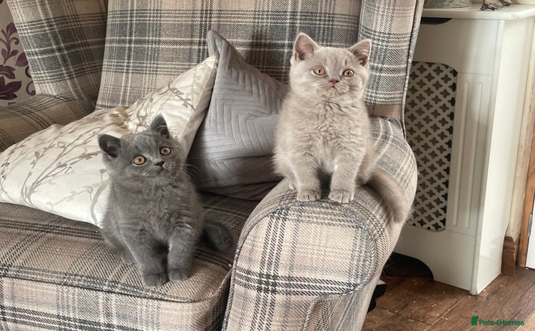 British Shorthair cats - Advert 2