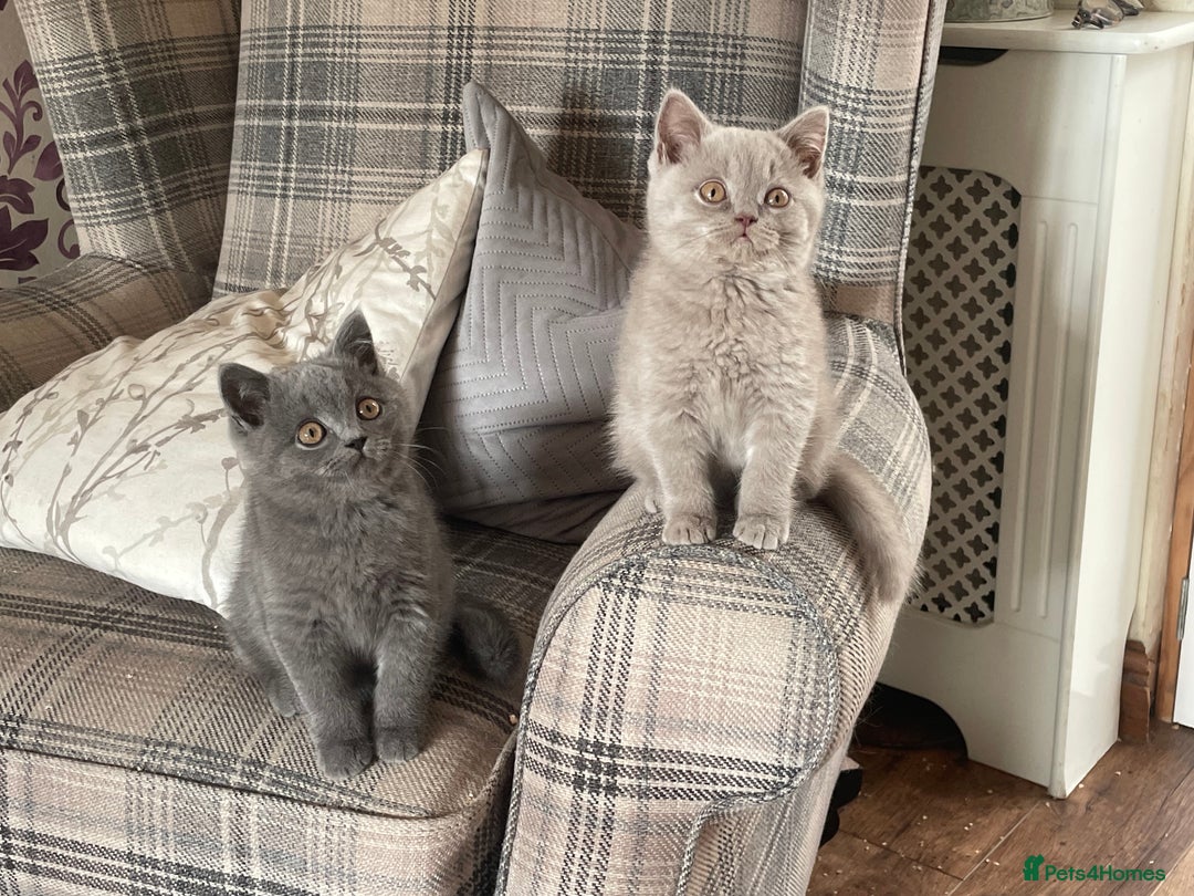 British Shorthair cats for sale: GCCF Reg. Blue and Lilac self boys.  - Image 1