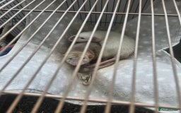 Rat rodents for sale: 2 12 week old hand reared rats - Image 1