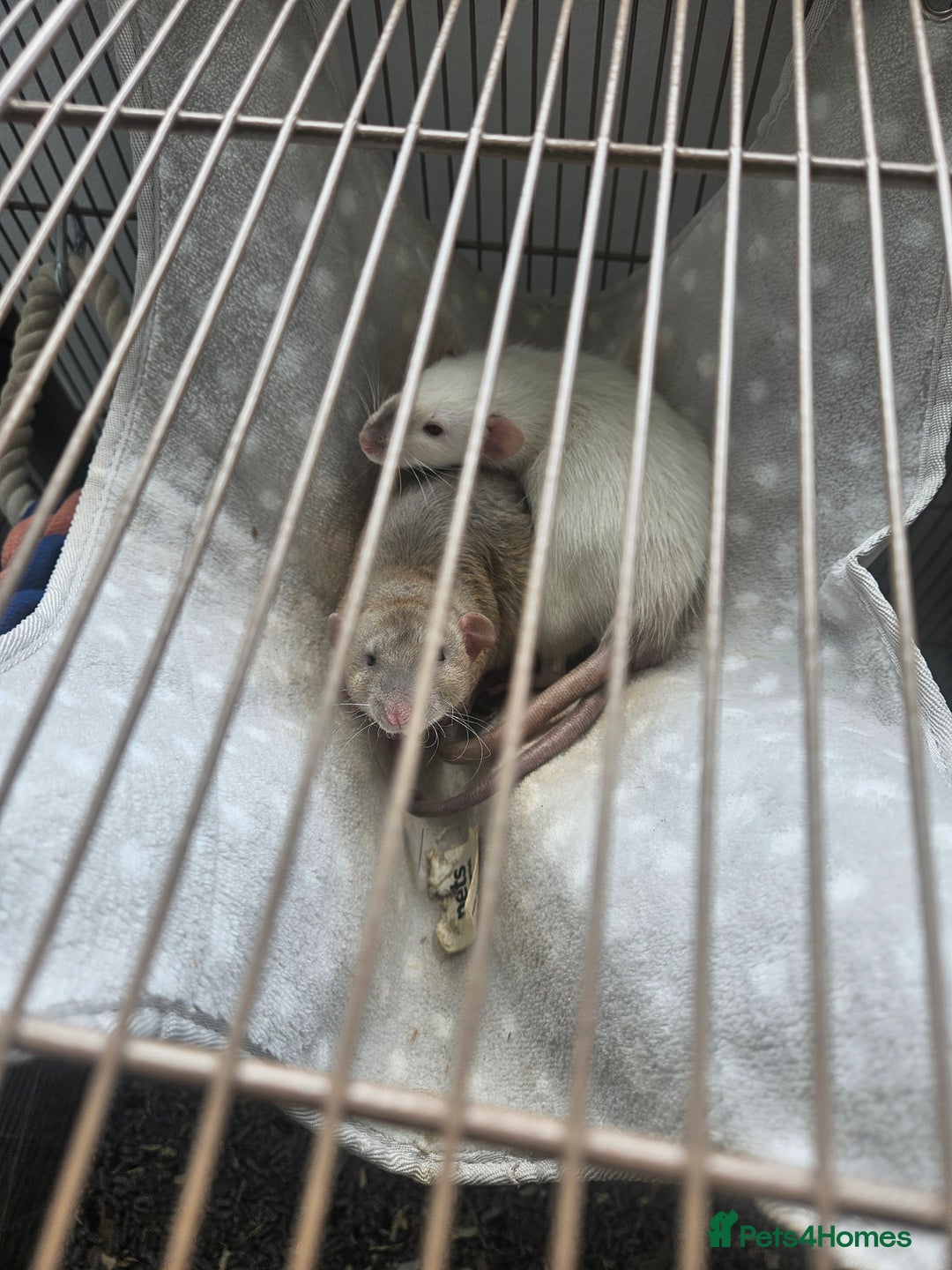Rat rodents for sale: 2 12 week old hand reared rats - Image 1