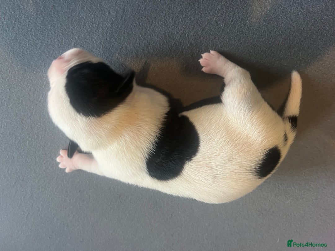 Mixed Breed dogs for sale: StaffyXAmerican bulldog puppies  - Image 10