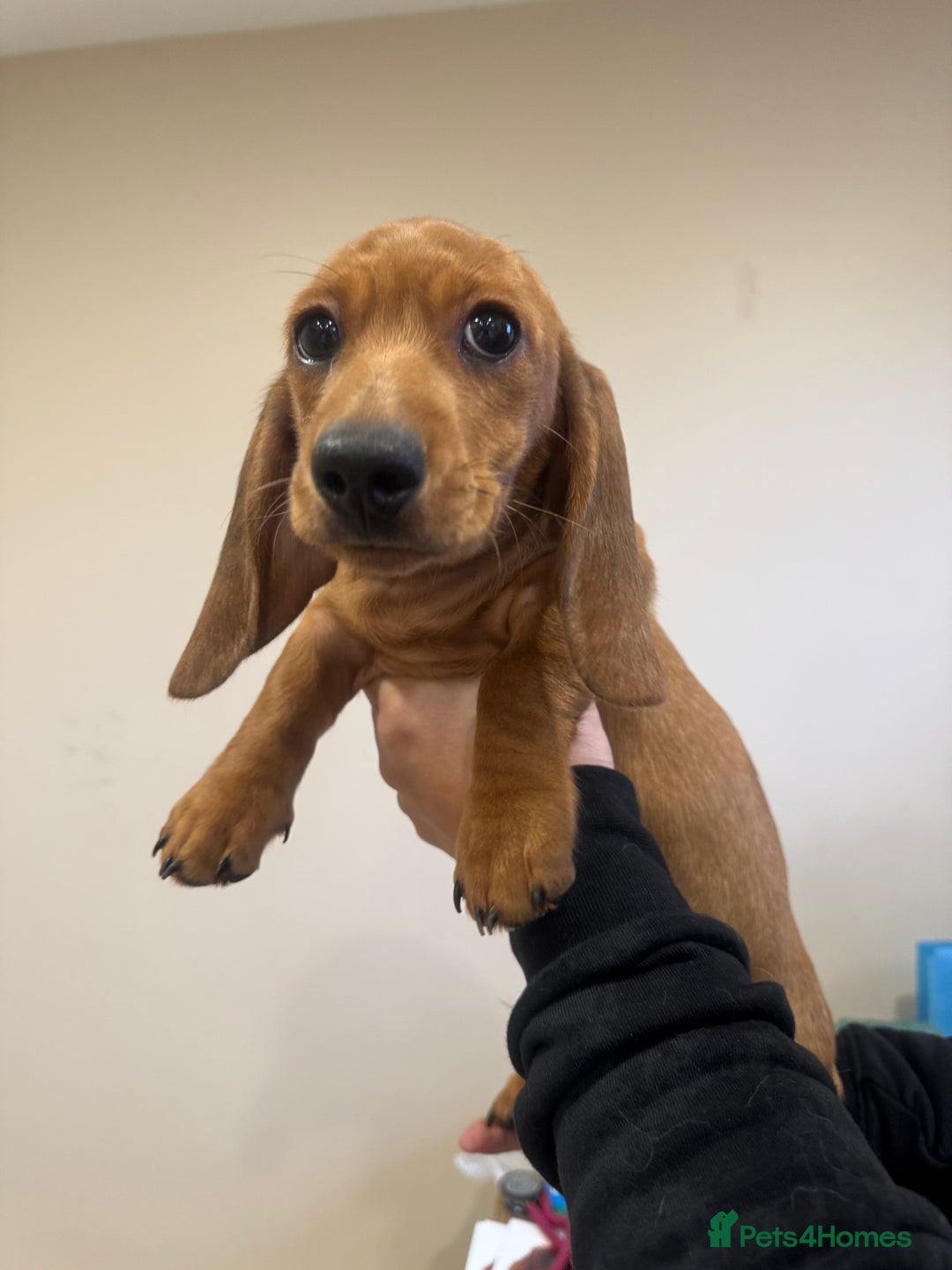 Miniature Dachshund dogs for sale: Daschunds puppies  - Advert 8