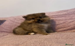 Pomeranian dogs for sale: 2 beautiful Pomeranian Puppy’s  - Image 15