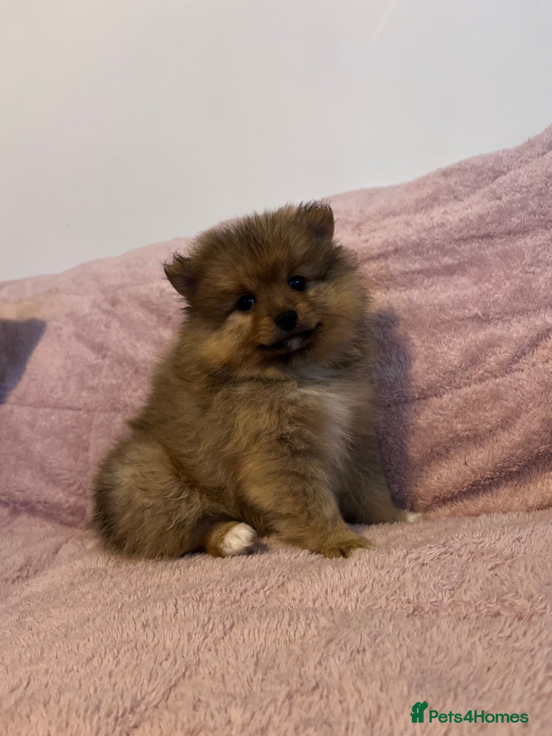 Pomeranian dogs for sale: 2 beautiful Pomeranian Puppy’s  - Image 15