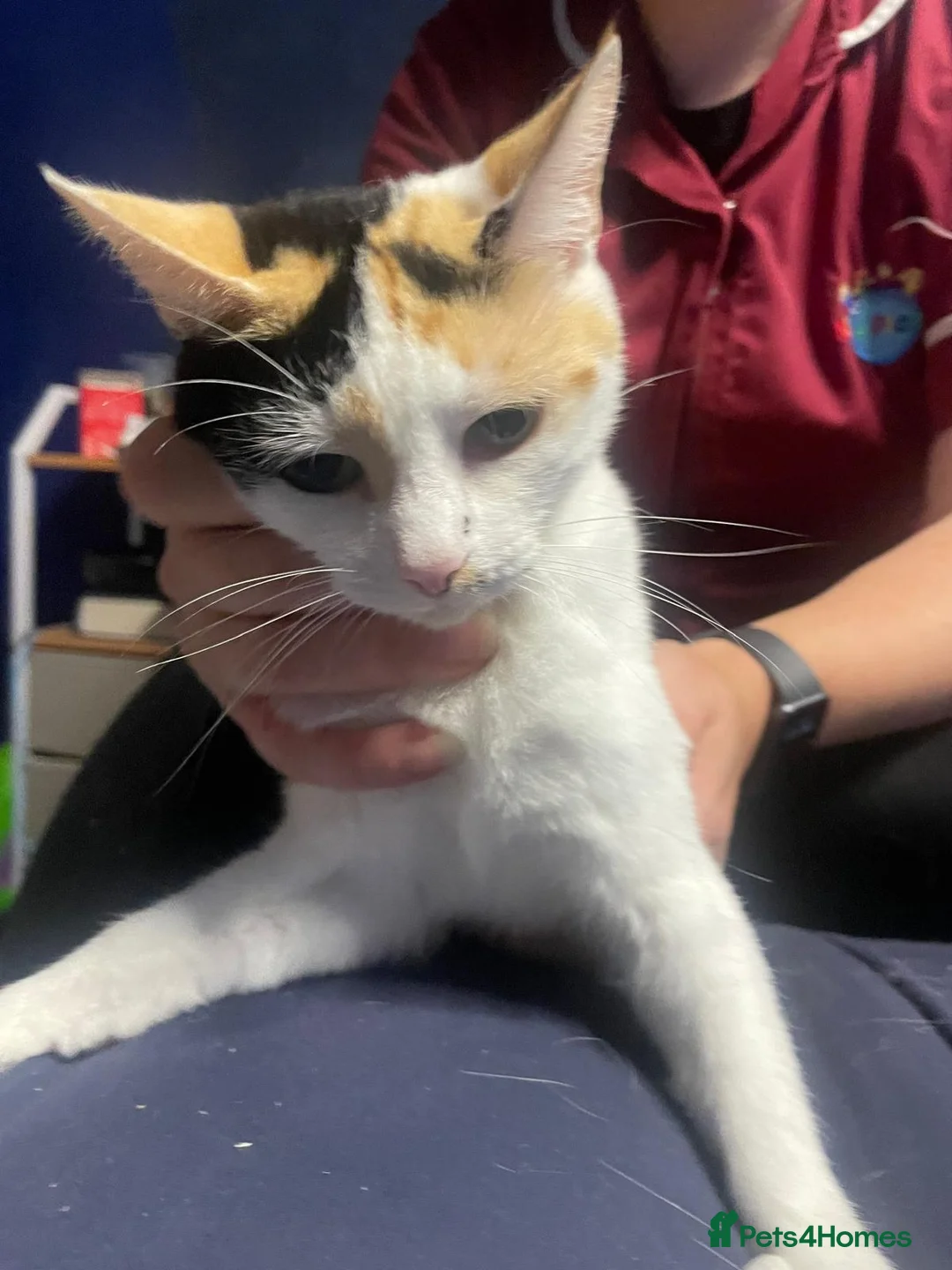 Mixed Breed cats for sale: 2 different litters - Advert 14