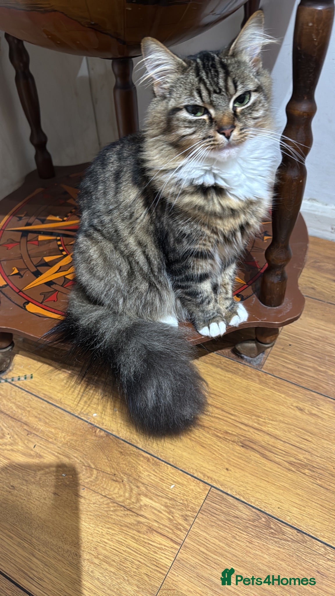Mixed Breed cats Part Maine Coon part Tiny British Long Hair - Advert 1