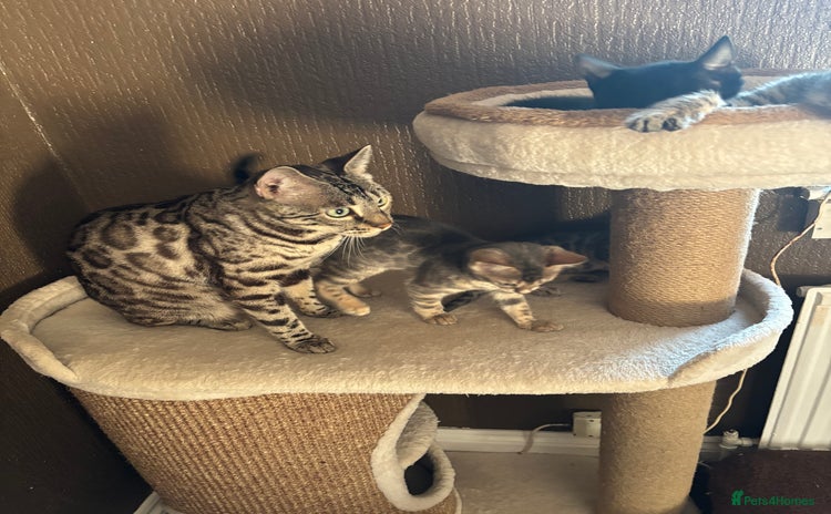 Bengal cats - Advert 3