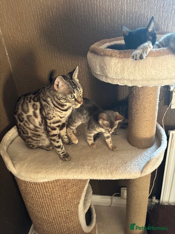 Bengal cats - Advert 15