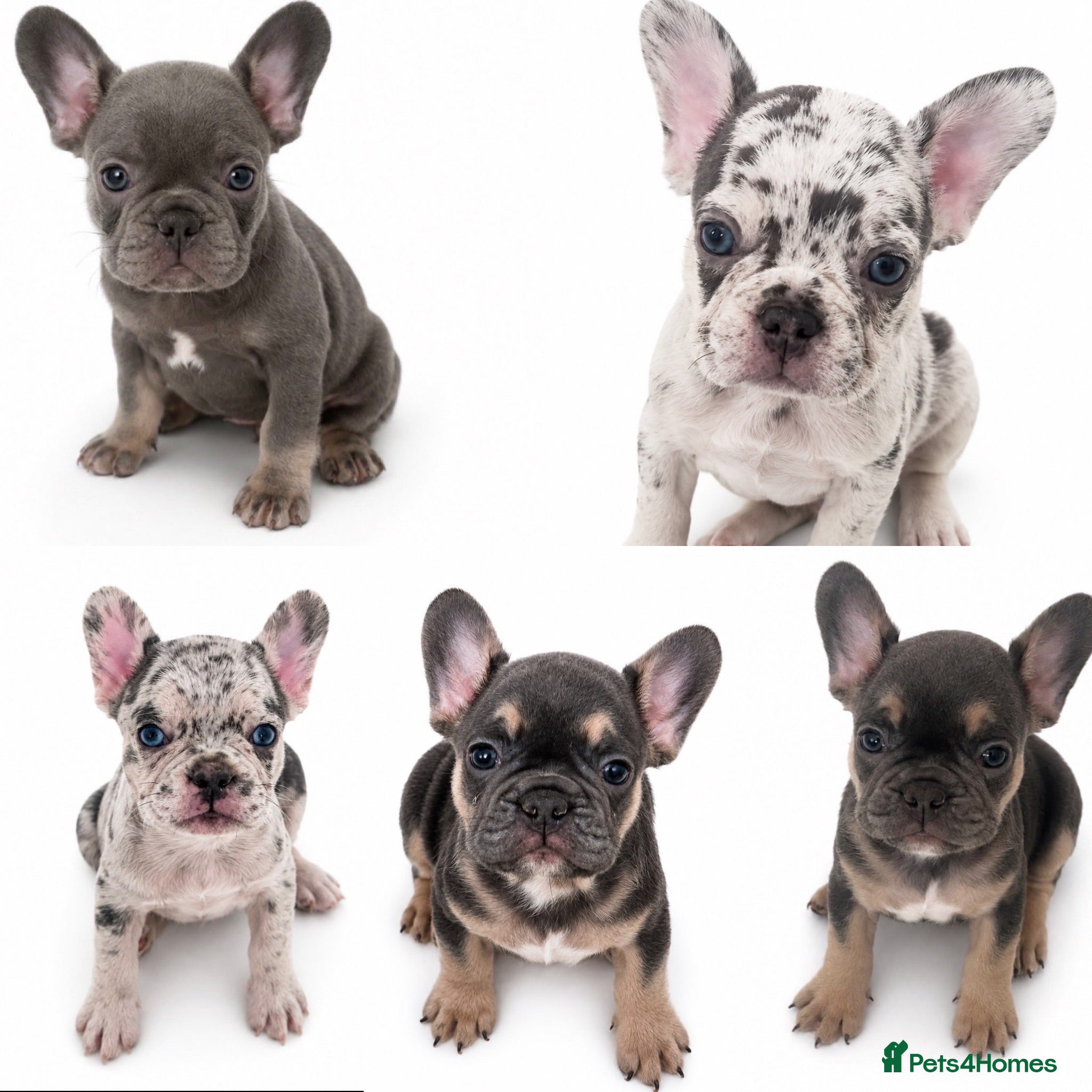French Bulldog dogs Quality French Bulldog Puppies  - Advert 1