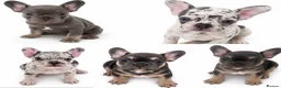 French Bulldog dogs for sale: Ready Now french bulldog puppies - Advert 11