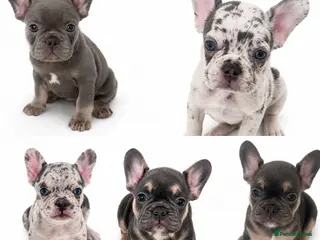 French Bulldog dogs Quality French Bulldog Puppies - Advert 1
