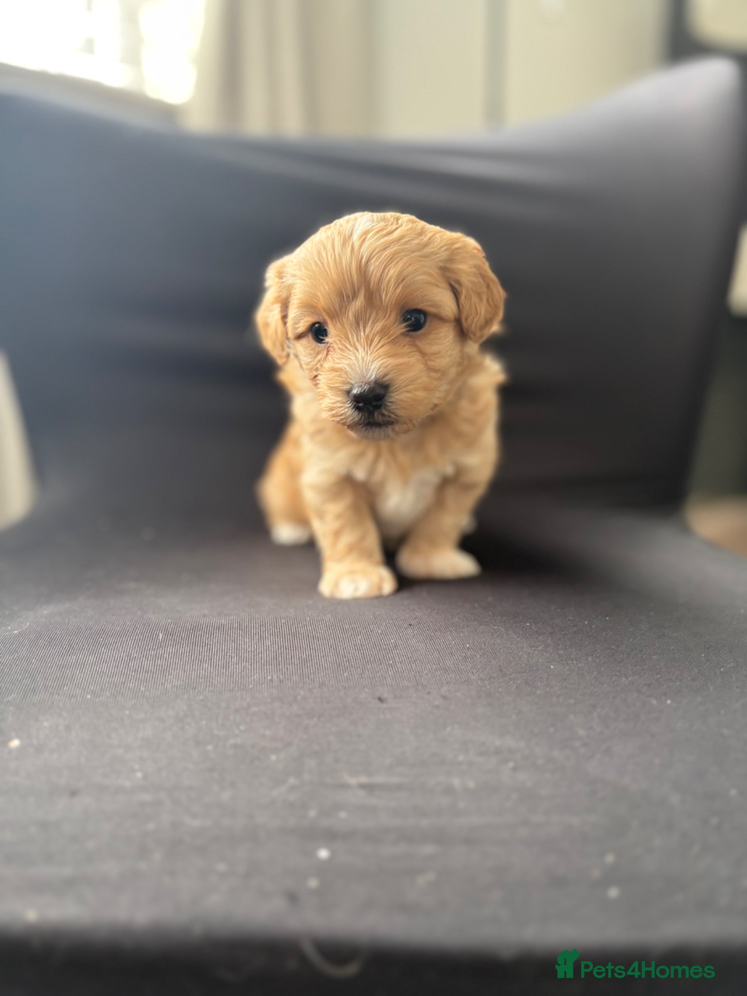 Maltipoo dogs 4 toy maltipoos  - Advert 2