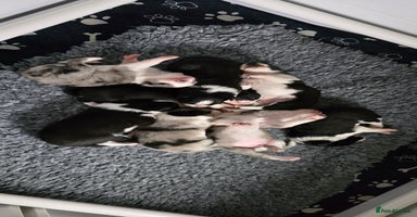 Border Collie dogs - Advert 8