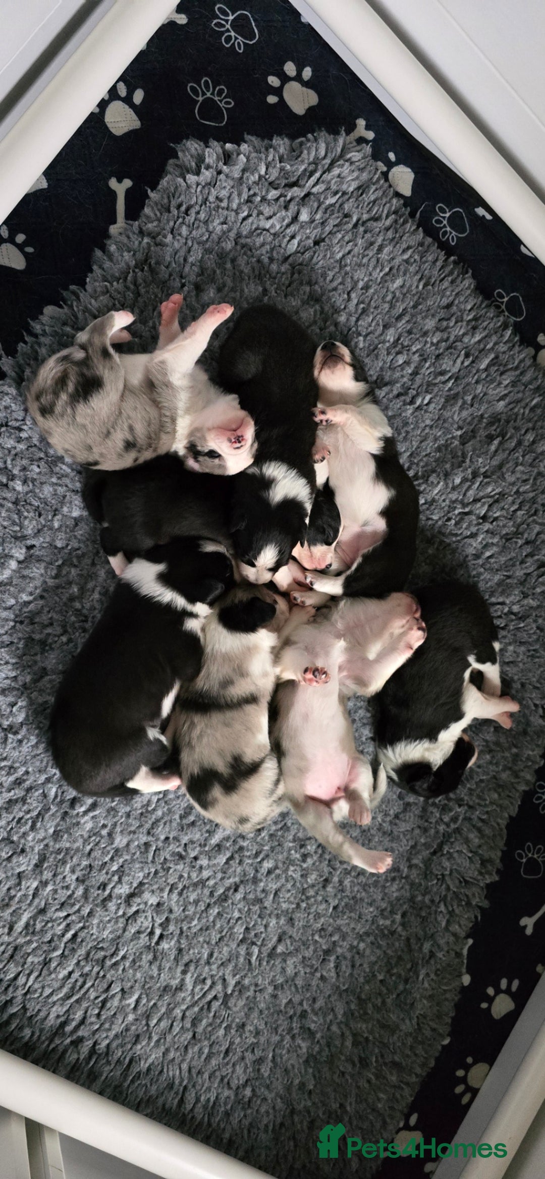 Border Collie dogs for sale: Beautiful Border Collie Puppies - Image 3