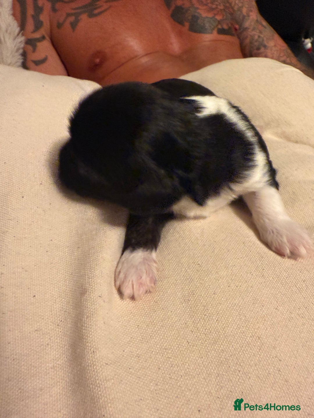 Mixed Breed dogs for sale: Stunning Merle chihuahua 2 girls ready 22nd dec - Advert 4