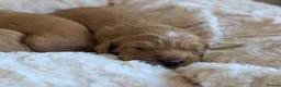 Cavapoo dogs for sale: 🌟 F1 Cavapoo Puppies –  Health Tested Parents in Wisbech - Advert 9