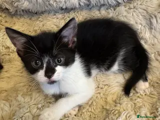 Mixed Breed cats Last kitten left looking for her forever home - Advert 16