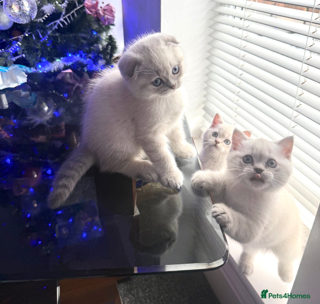 Scottish Fold cats for sale: 😻Stunning Pure breed Scottish fold kittens 😻 - Advert 2