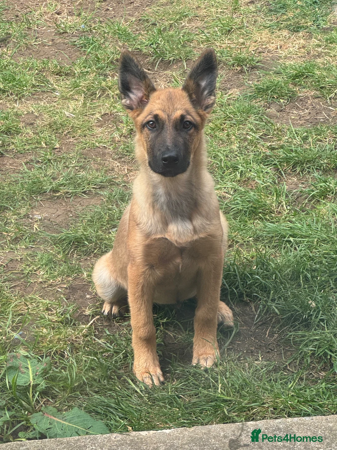 Mixed Breed dogs for sale: 6 month Belgium Mali x Rottweiler - Advert 2