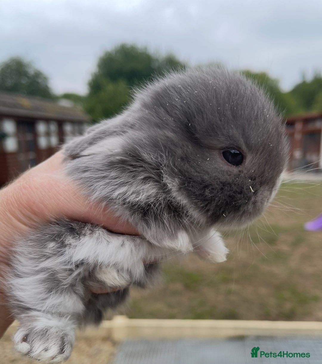Mini Lop rabbits for sale: Baby mini lops ready to reserve !! - Image 28