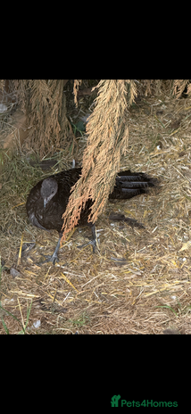 Pheasants poultry - Advert 13