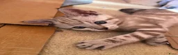 Bengal cats for sale: Rare Seal Lynx Silver Marble Bengal Kittens - Advert 14