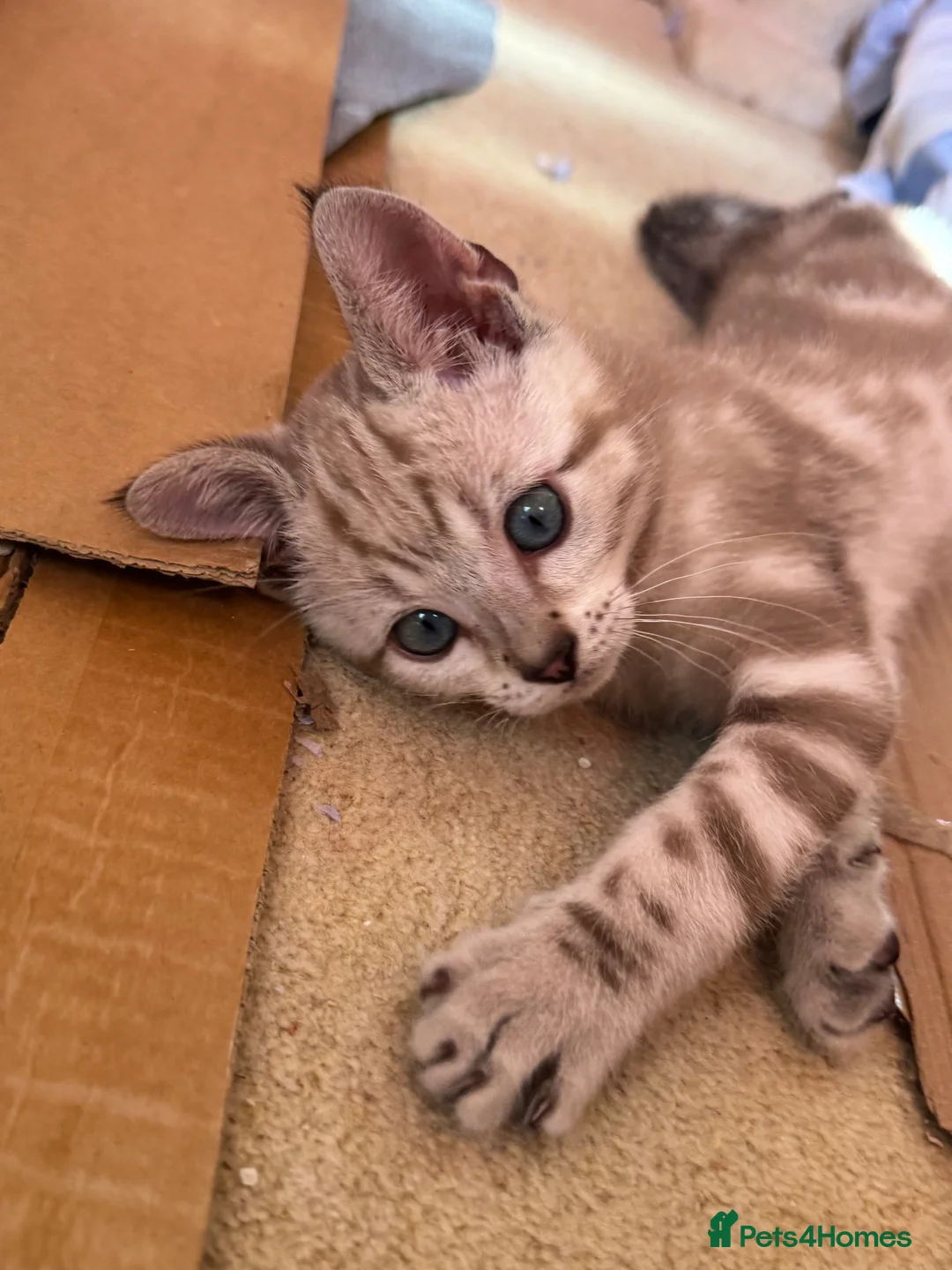 Bengal cats for sale: Rare Seal Lynx Silver Marble Bengal Kittens - Advert 14