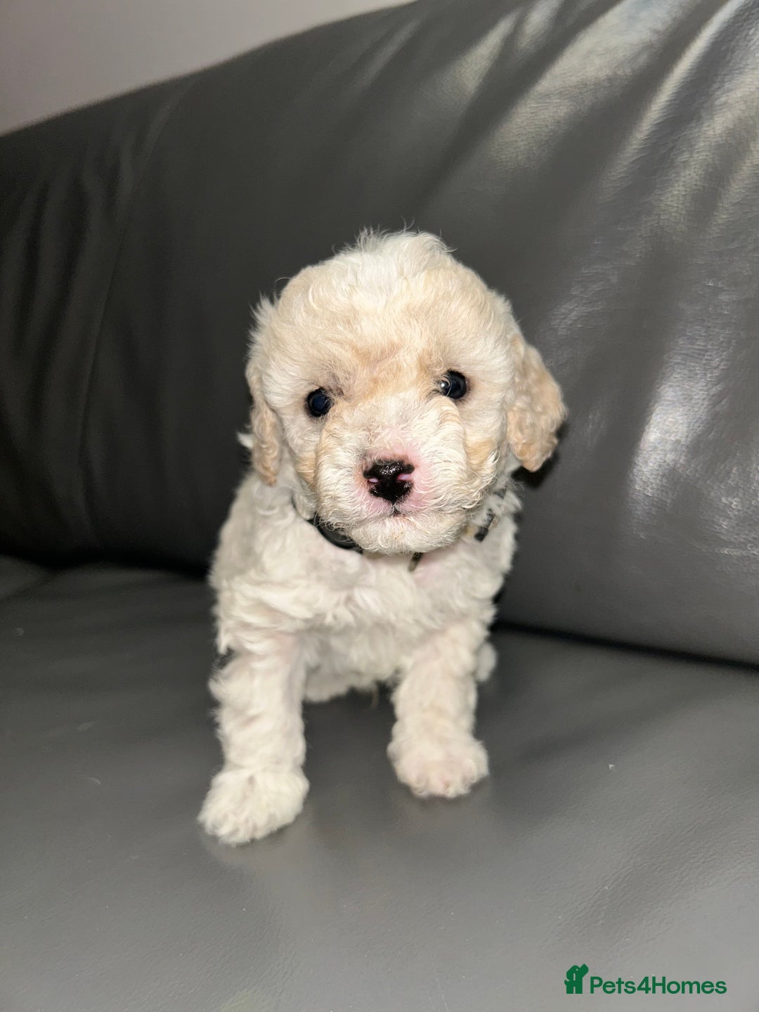 Cavapoochon dogs for sale: 🌟 Ready to leave 23rd Dec F1b cavapoochon puppies - Advert 8