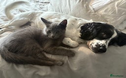 Russian Blue cats for sale: Russian blue boy cross bengal grey - Image 1