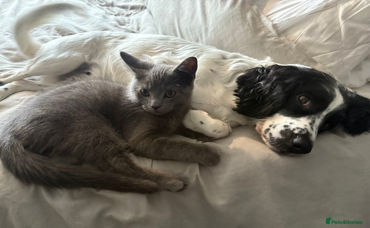 Russian Blue cats - Advert 1