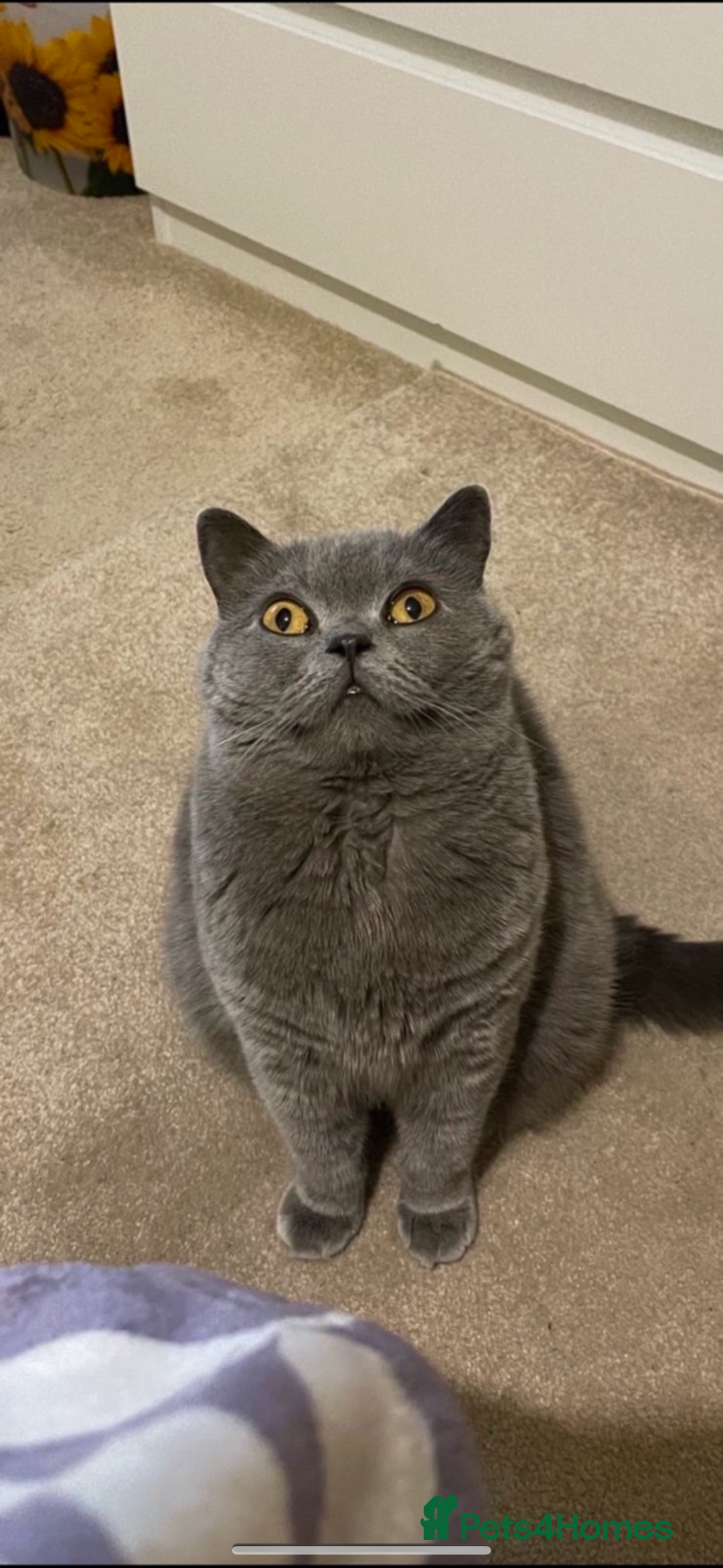 British Shorthair cats for sale: 4 British Shorthair  - Advert 5